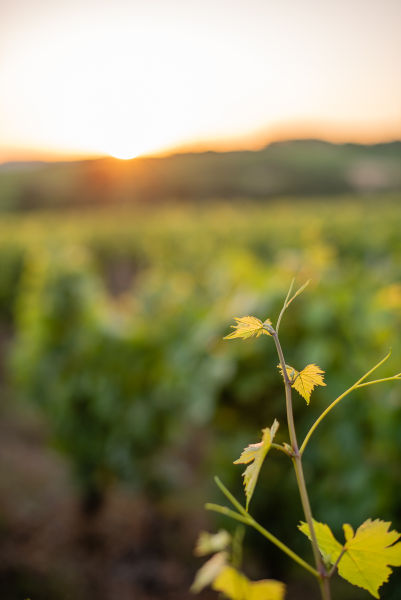 Visite du domaine viticole, Domaine Rivière à Bagnols dans le Beaujolais