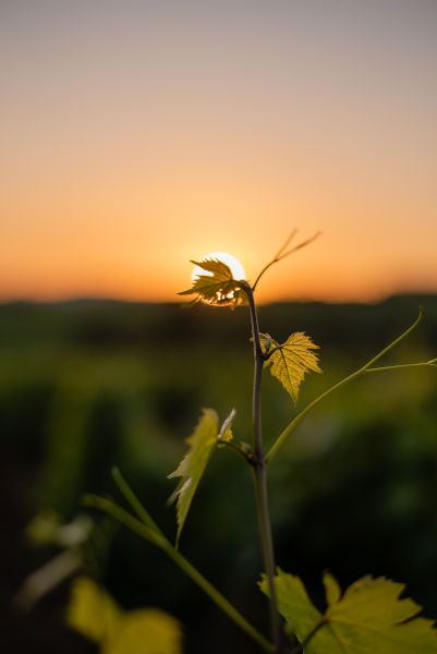 Domaine Rivière, Vignes et vins dans le Beaujolais