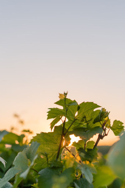 Visite de vignoble du Beaujolais