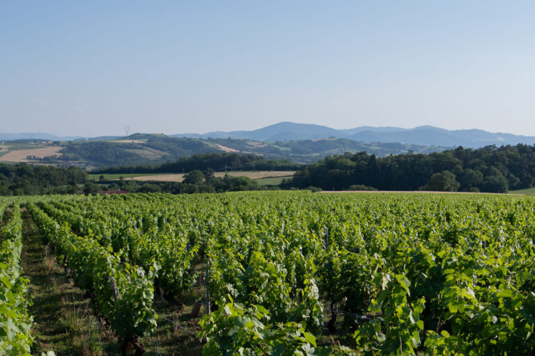 Vignes et vins du Beaujolais