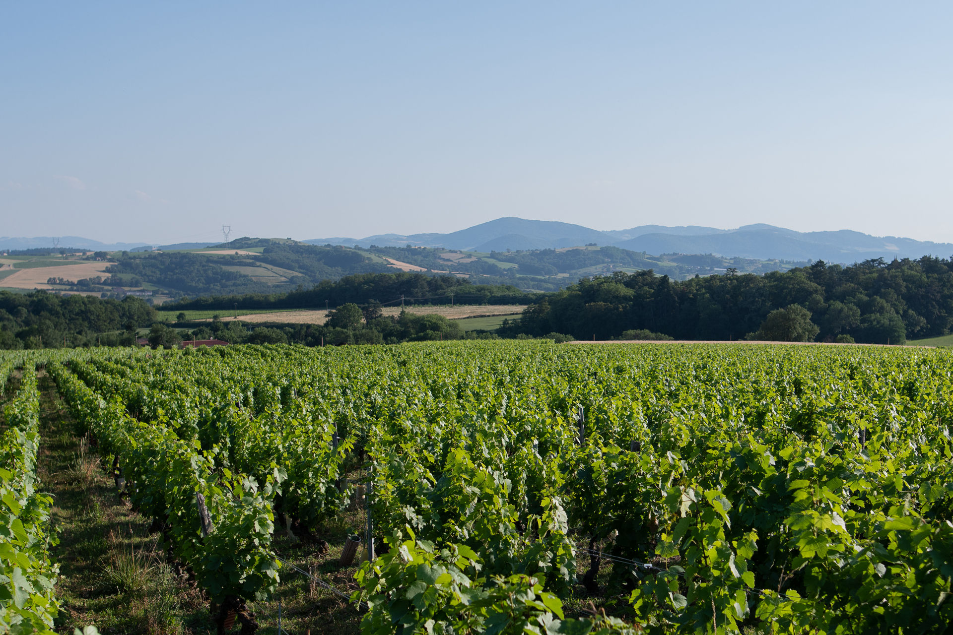 You are currently viewing L’entretien des vignes dans le sud du Beaujolais