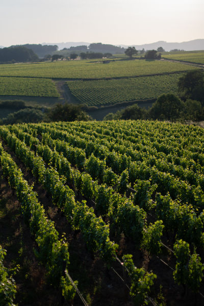 Visite d'un vignoble dans le Beaujolais
