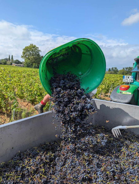 Vendanges dans le Beaujolais