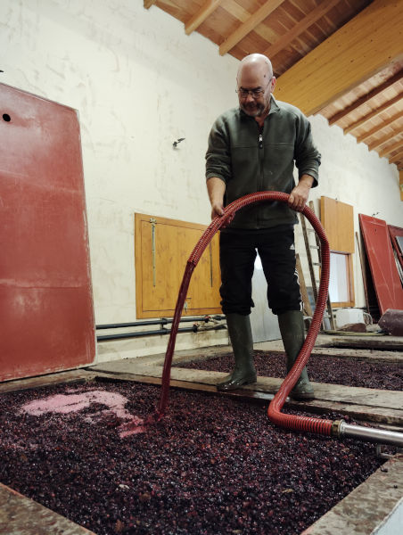 Vinification de vin rouge du Beaujolais