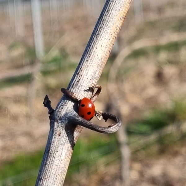 You are currently viewing Ébourgeonnage des vignes, au printemps notre domaine viticole se réveille !