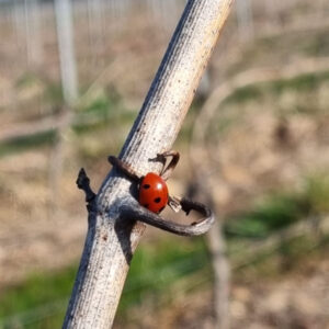 Lire la suite à propos de l’article Ébourgeonnage des vignes, au printemps notre domaine viticole se réveille !